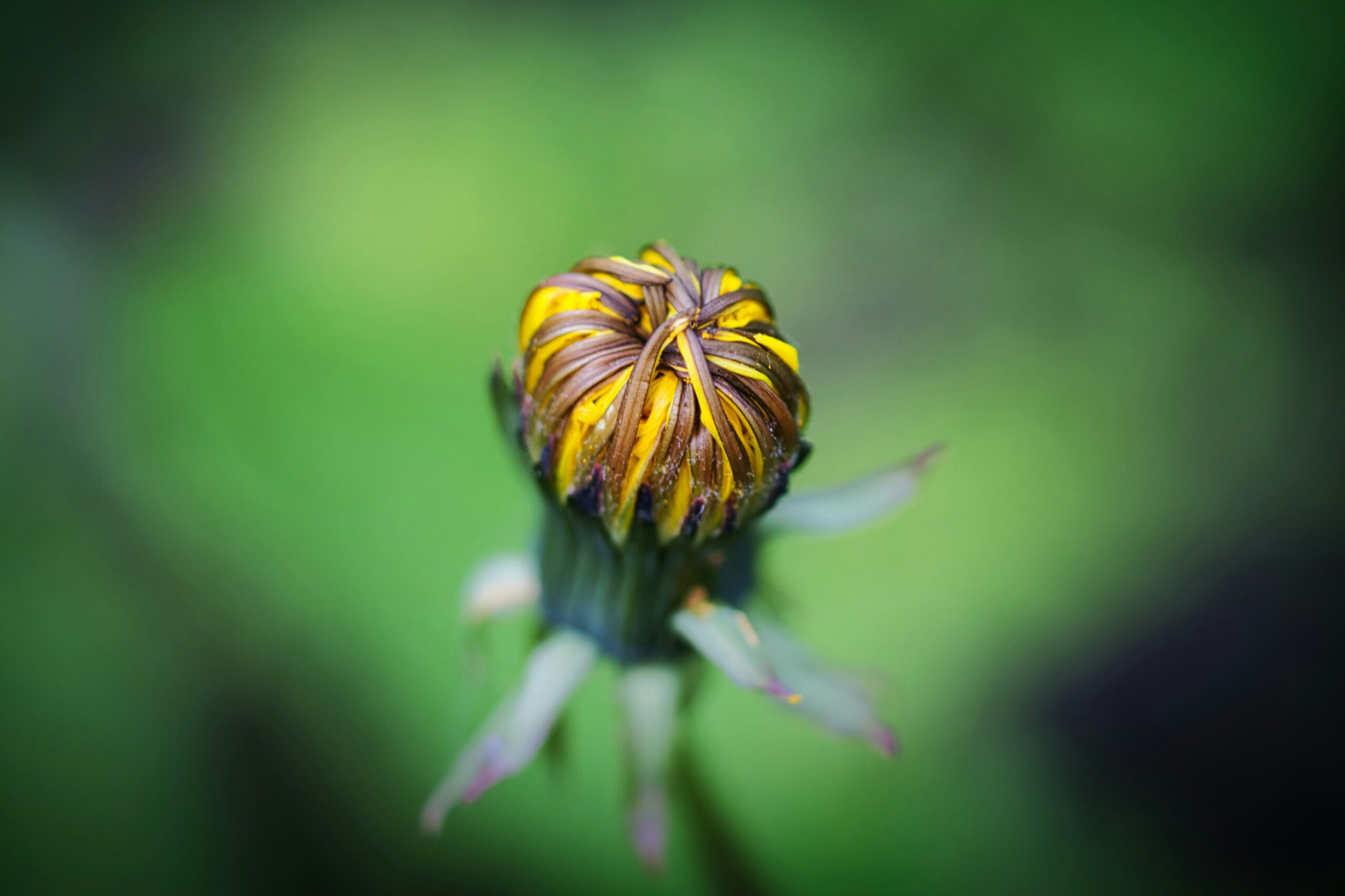 Traditionelle Europäische Naturheilkunde (TEN) in der Naturheilpraxis in Wädenswil